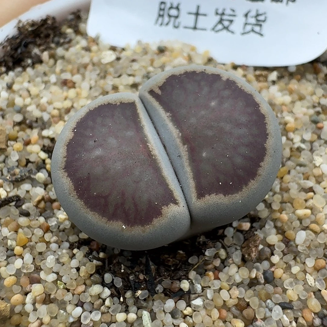 617多肉哈哈哈哈哈哈哈哈哈