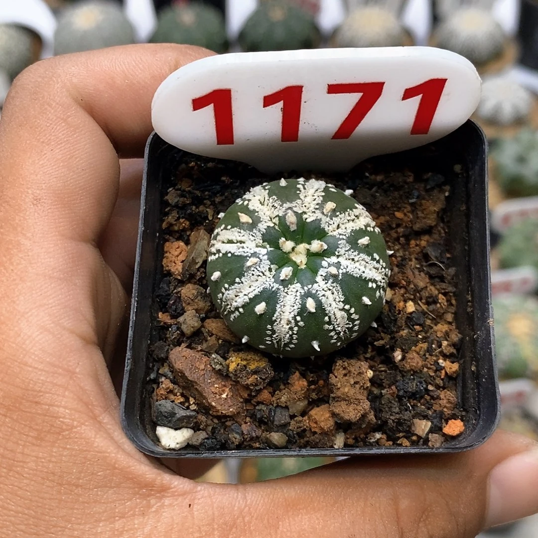 1171福利特价咯啦了咯