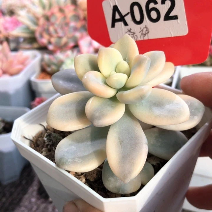 洛神覆轮锦有根有根