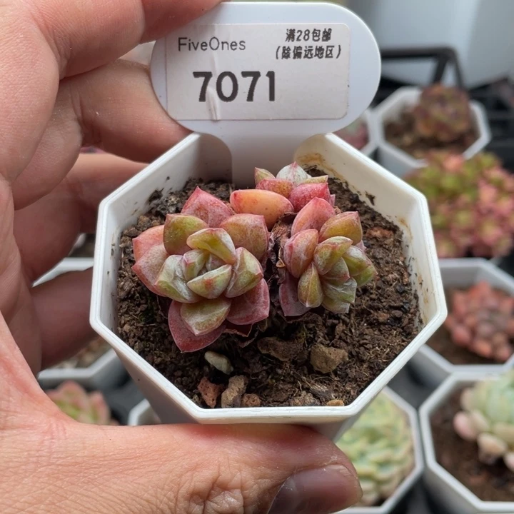 发*橙7071德国香槟4.5厘米