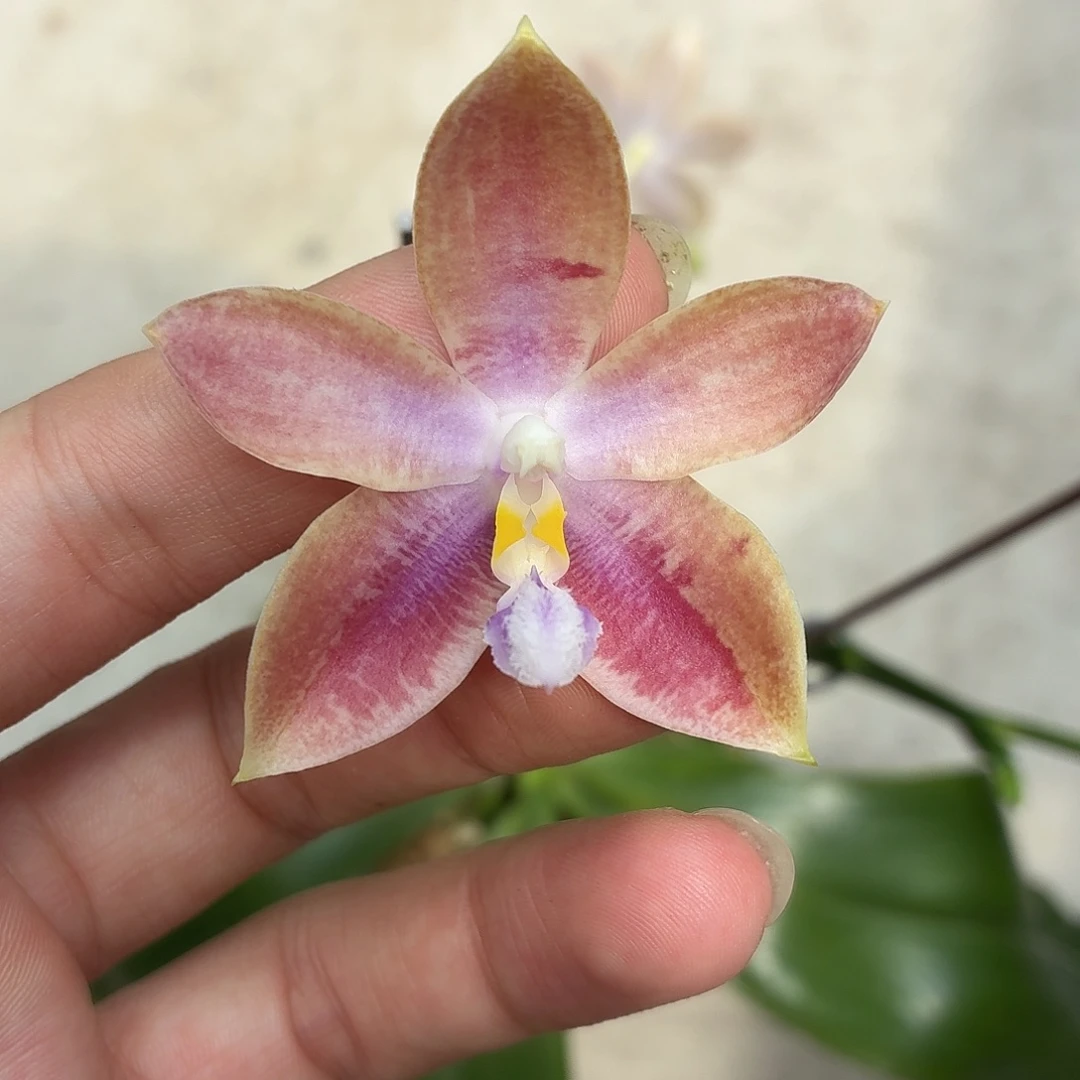 当前无花朵，栽培后可花朵A061盈收三号