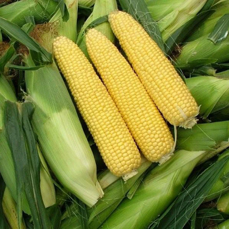新鲜采摘海南玉米（仅限大同平城区云冈区可拍）