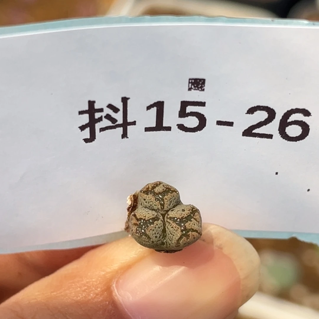 15-26超碟多肉植物