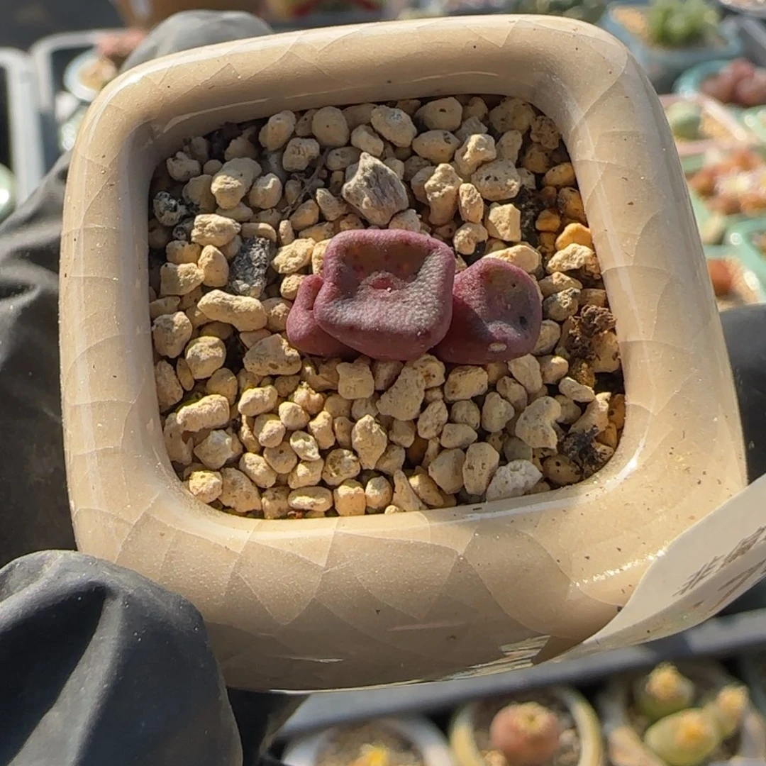 8791-一物一拍 带盆