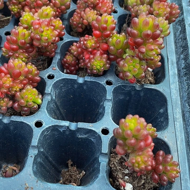 小浆果1元带土发