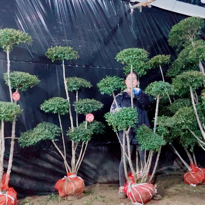 一物一拍一物一拍