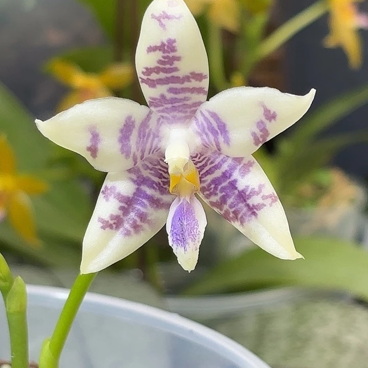 大部分开放少量花苞蓝金属交蓝孔雀