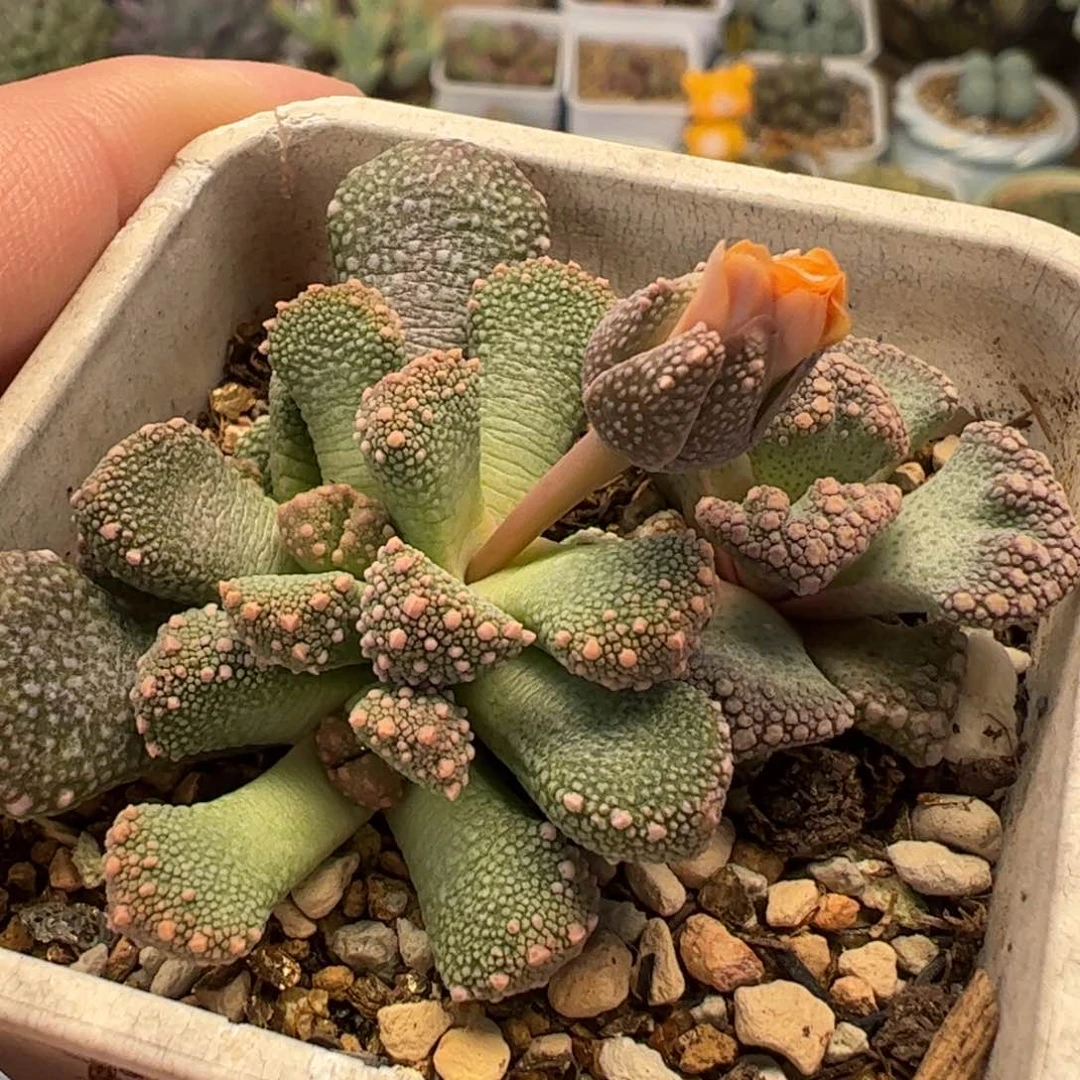 042多肉植物百科