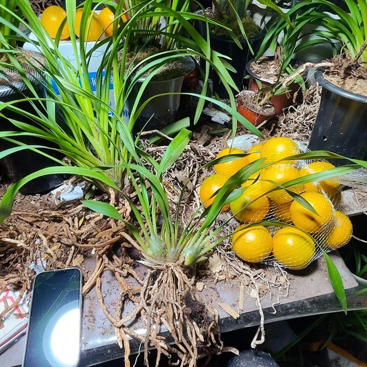 无花朵虎头兰虎头兰