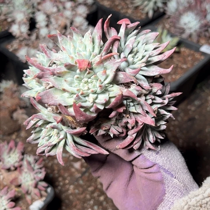 1275哈哈哈哈哈哈哈哈哈多肉