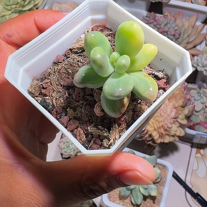 蛋黄奶拉丝锦锦锦