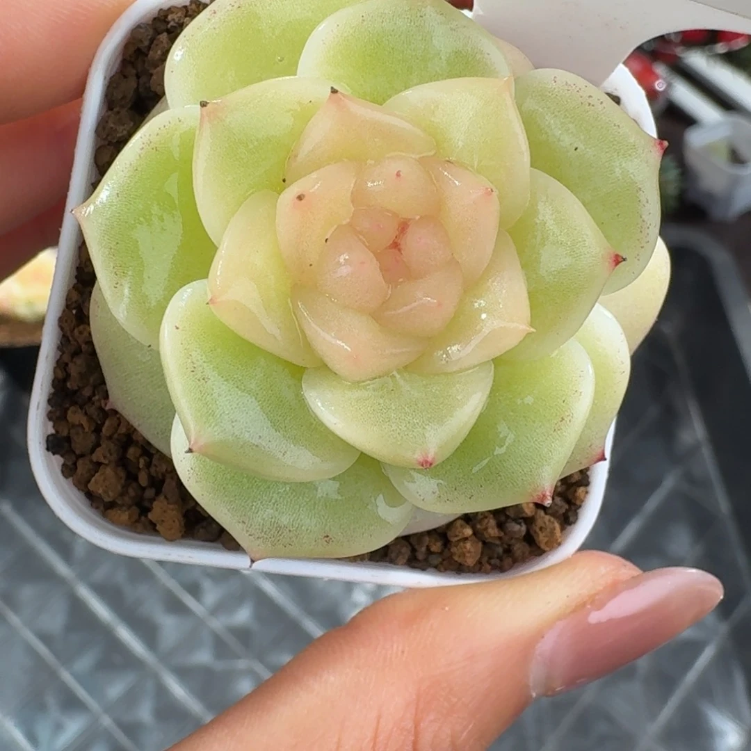 1224-6-晴芸10单头一颗