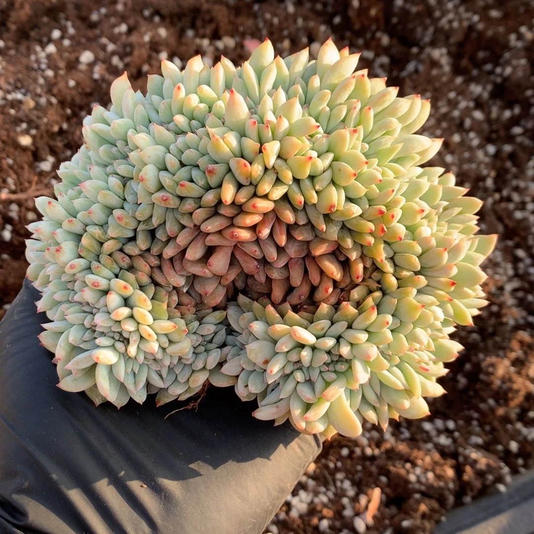 小**?小棉花000000000000