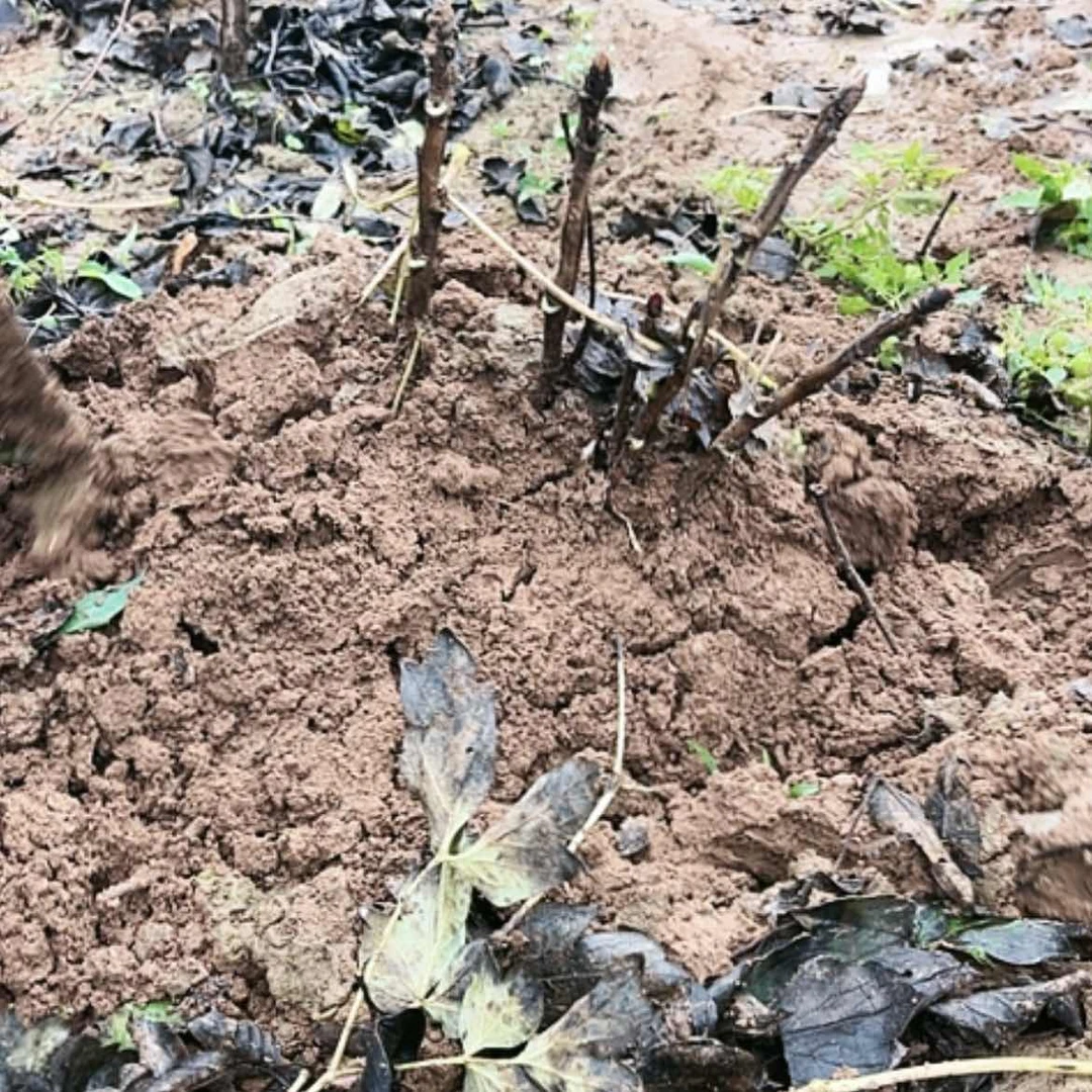 【闪购商品】完全开放黑夫人