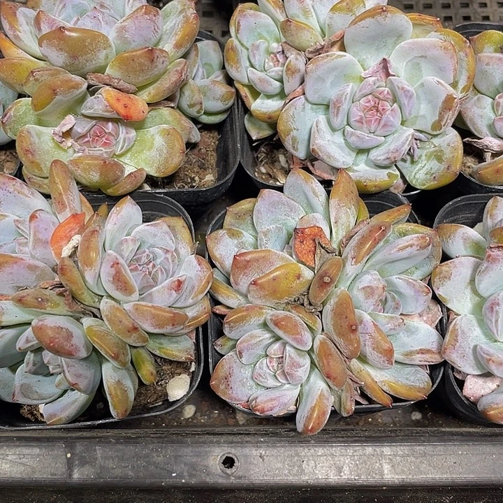 三头星影带盆土发货