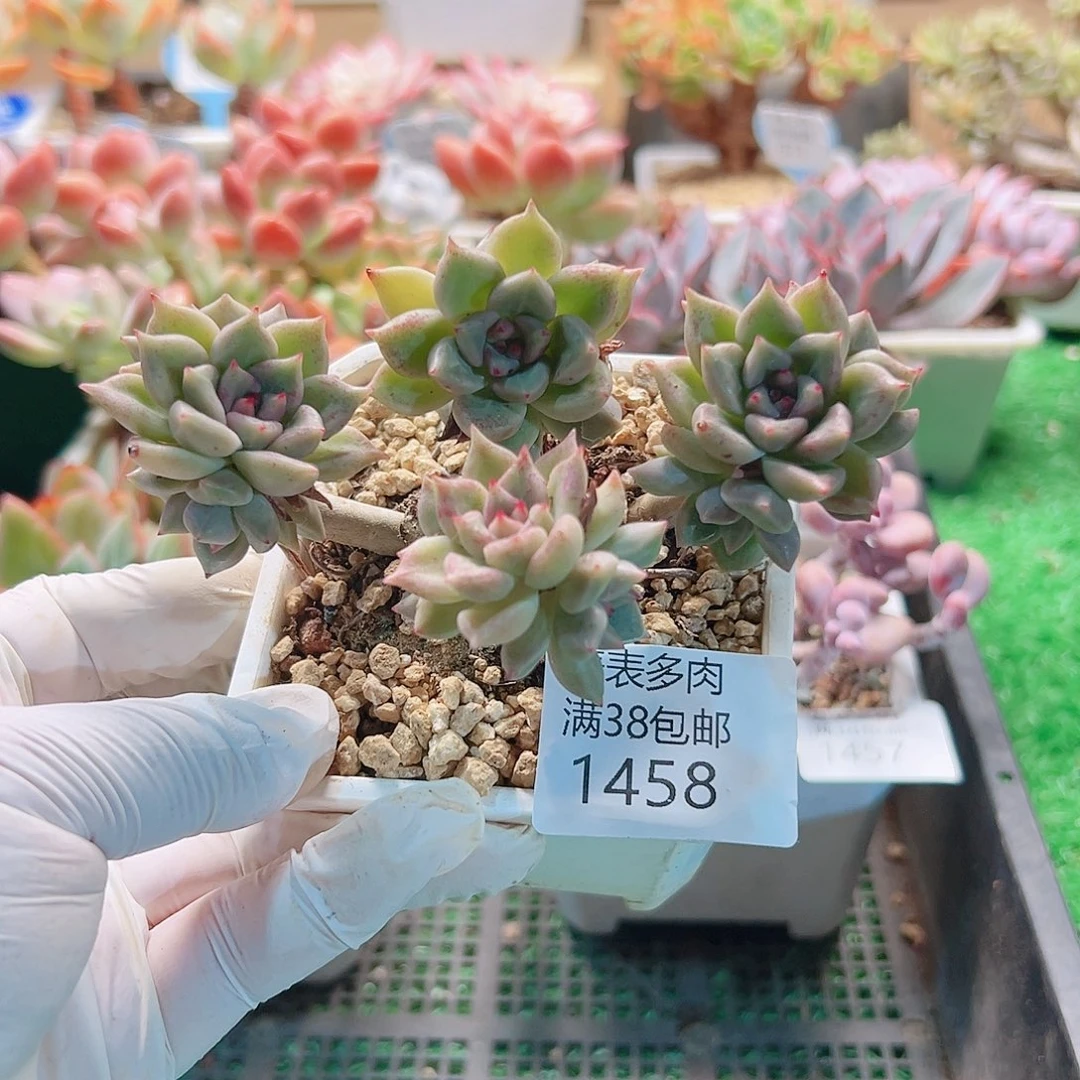 多肉一物＿拍植物1458