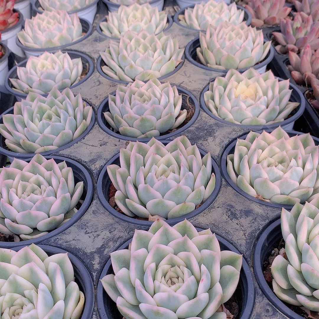 月亮仙子锦356899900000