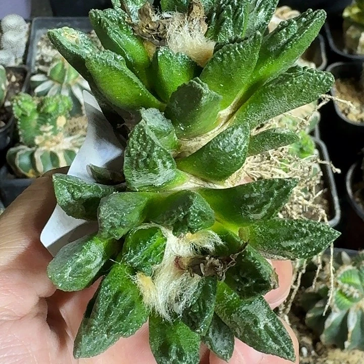 无花朵自根双头勃氏034