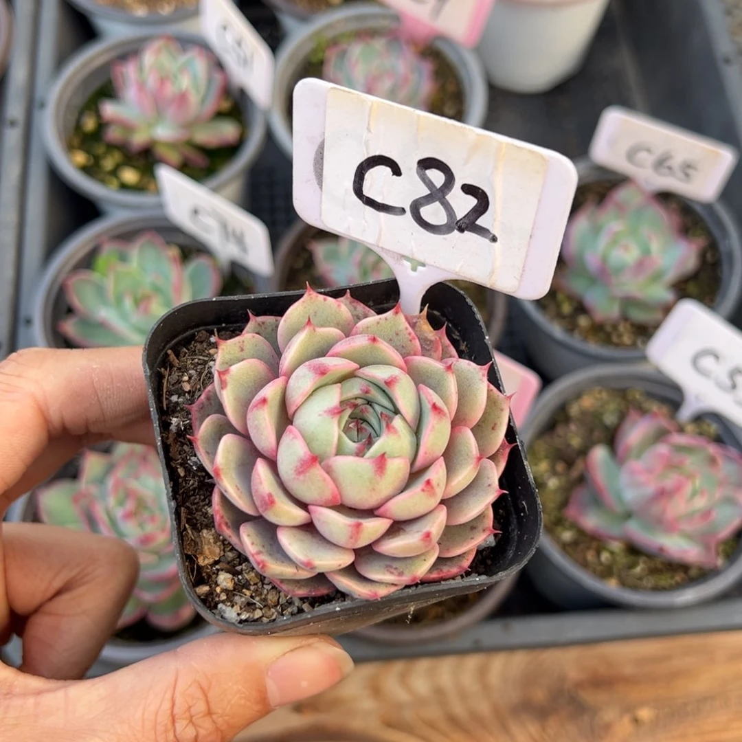 ?***✌C82惊鸿单头多肉