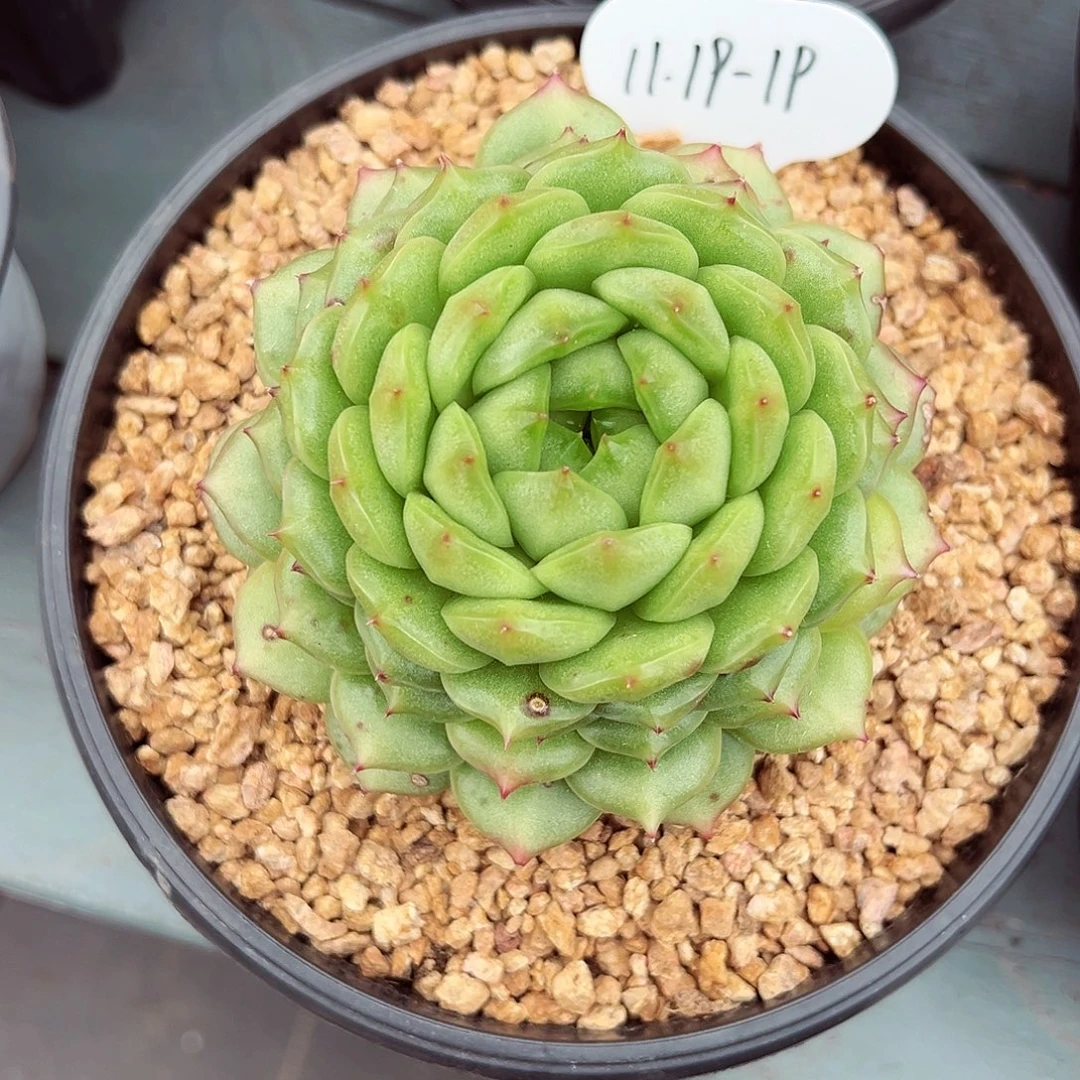 小***）1119-19灯泡珍妮。