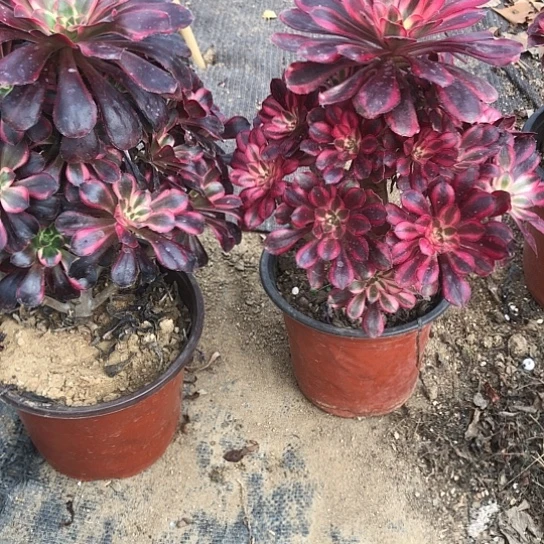 青***尧无花朵291号香奈儿法师多肉植物两颗