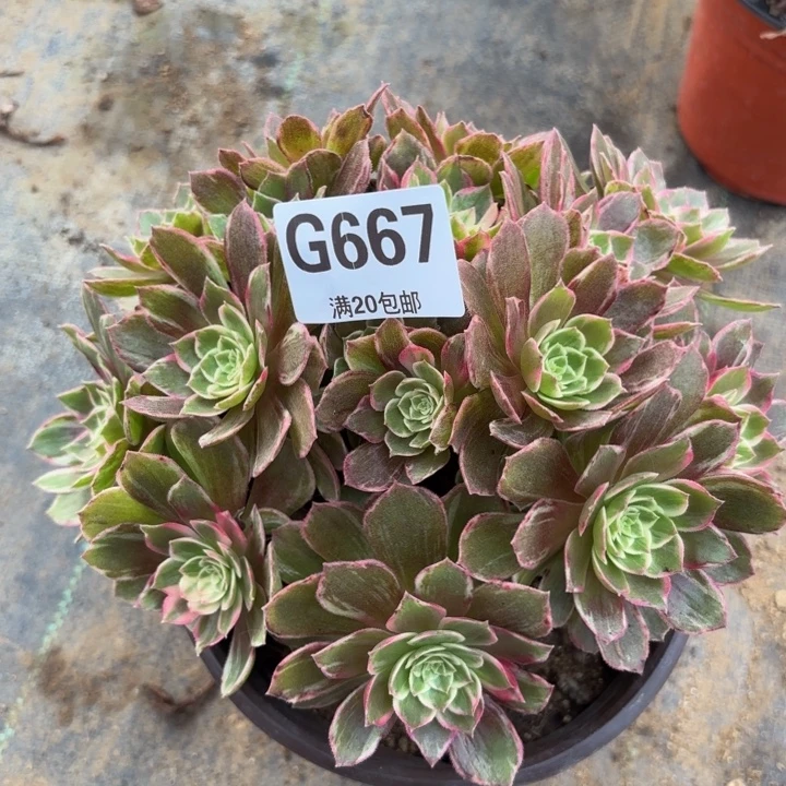瑞妈多肉植物667.万花筒