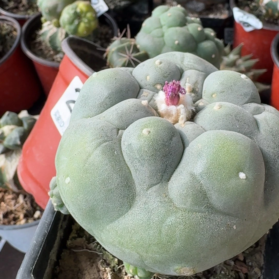 【闪购商品】L****s329.233两颗鲜