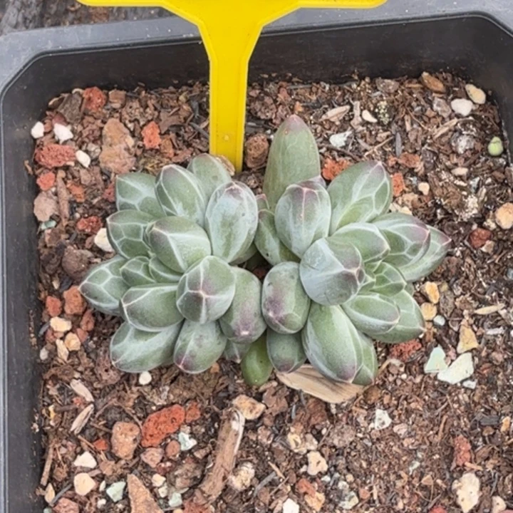 多肉植物一物一拍860