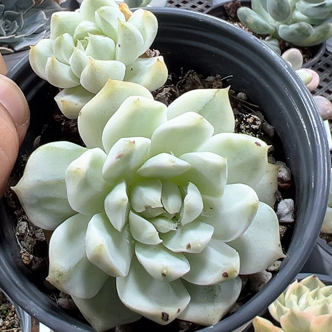 tp锦 小方花圃一物一拍