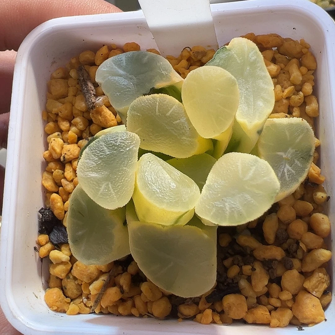37号糊斑欧大宝万象