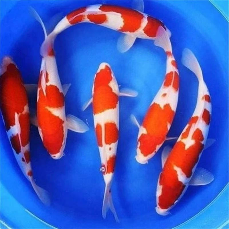锦鲤观赏鱼红白三色大正绯写冷水鱼好养耐活（乱拍发海盐）