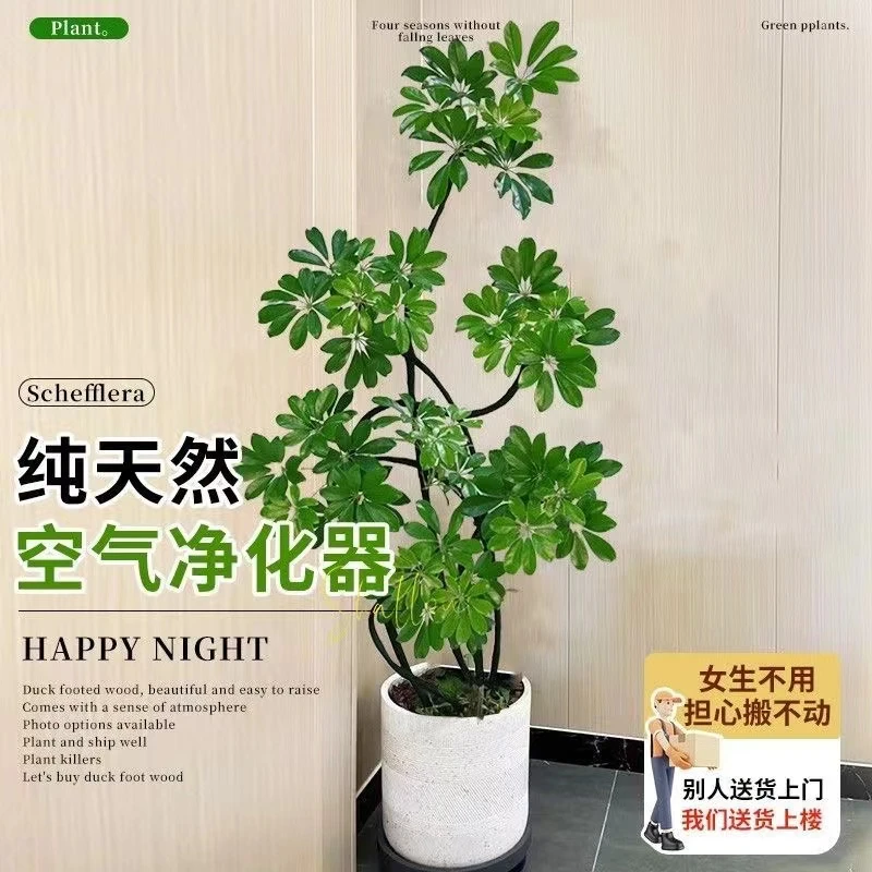【造型鸭脚木】室内大型绿植吸收甲醛净化空气简易美观大气