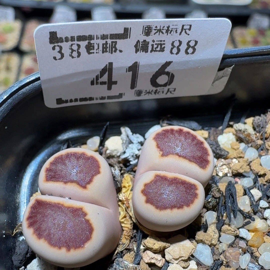 Ssss精品生石花416