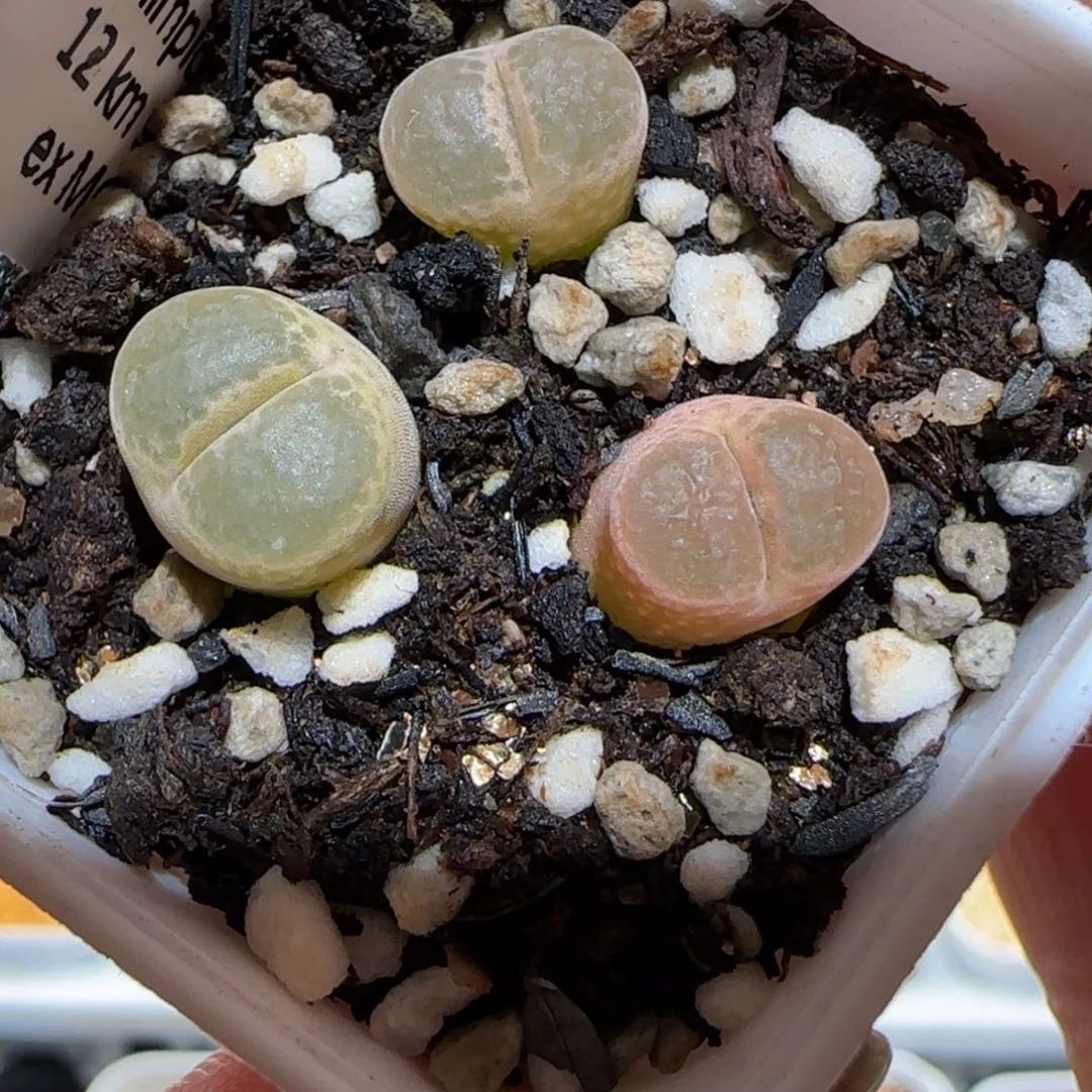 肉锥多肉植物百科-1453.75风铃148