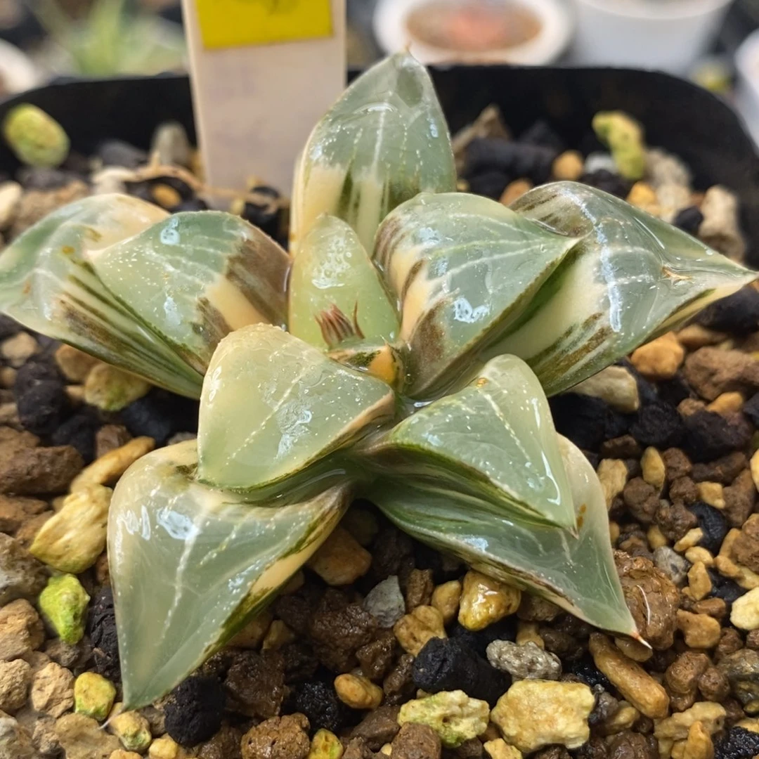 609实生极上斑亮窗寿锦