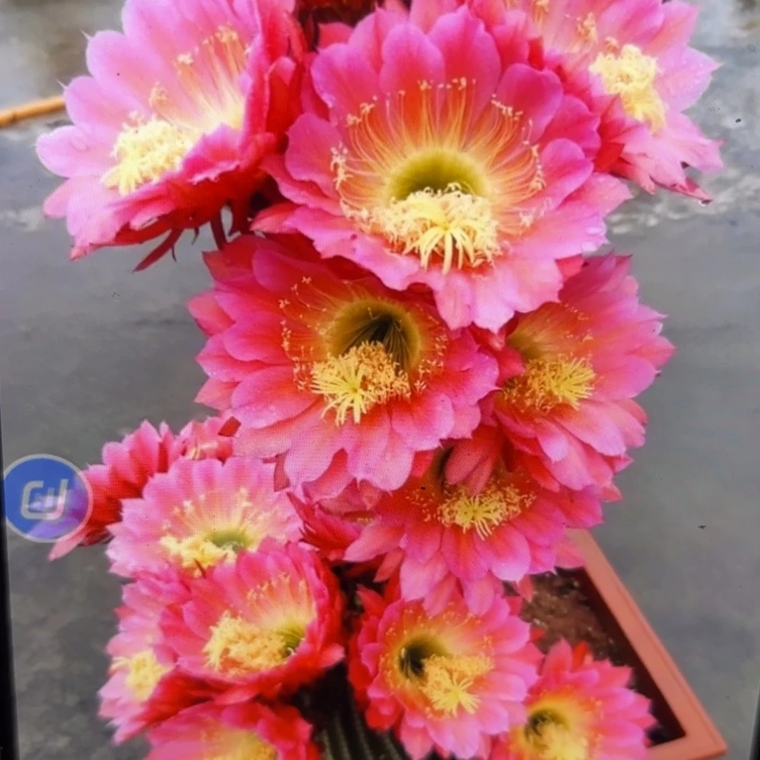 飞碟毛侧牙20包邮仙人球52