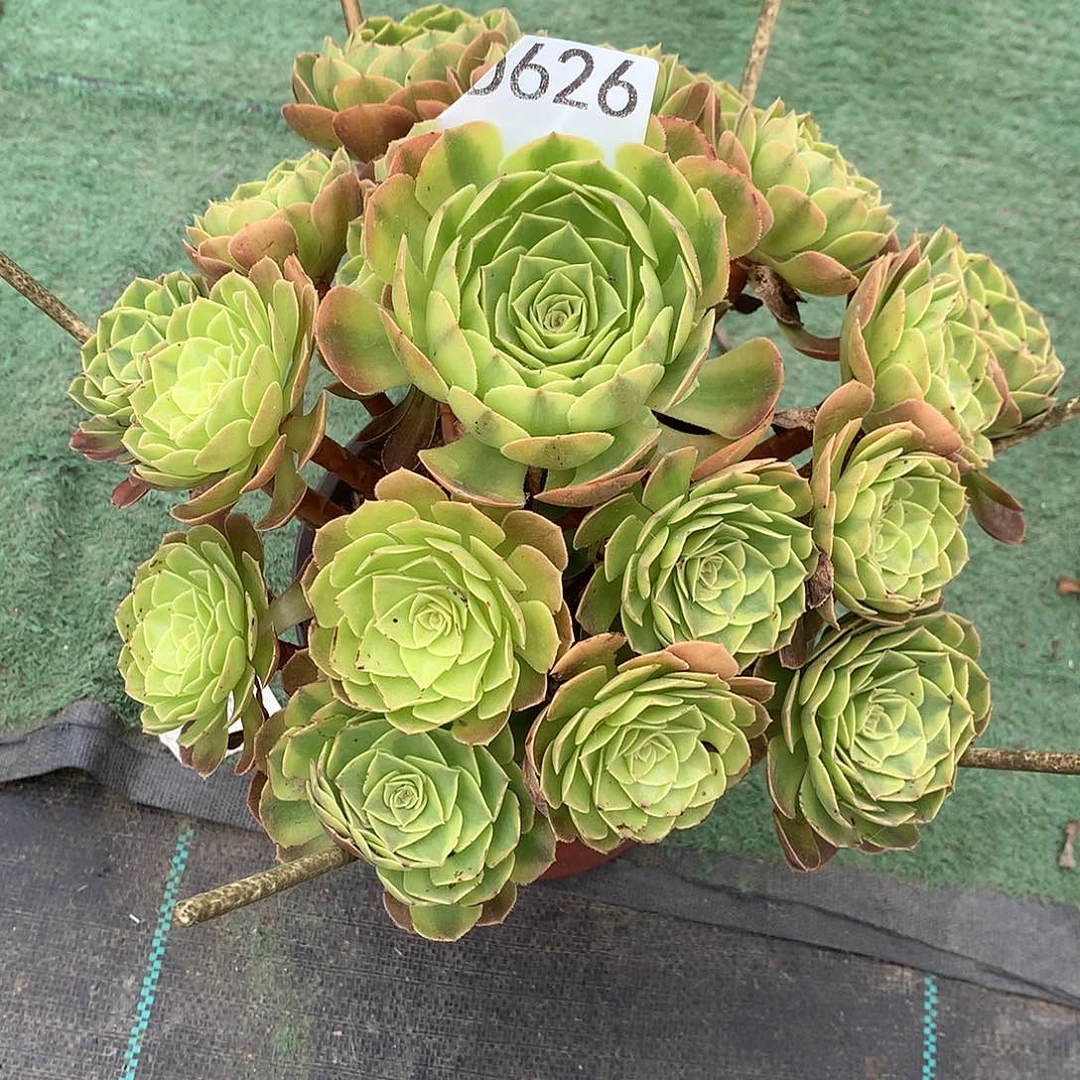 妈***头626.雨荷多肉植物