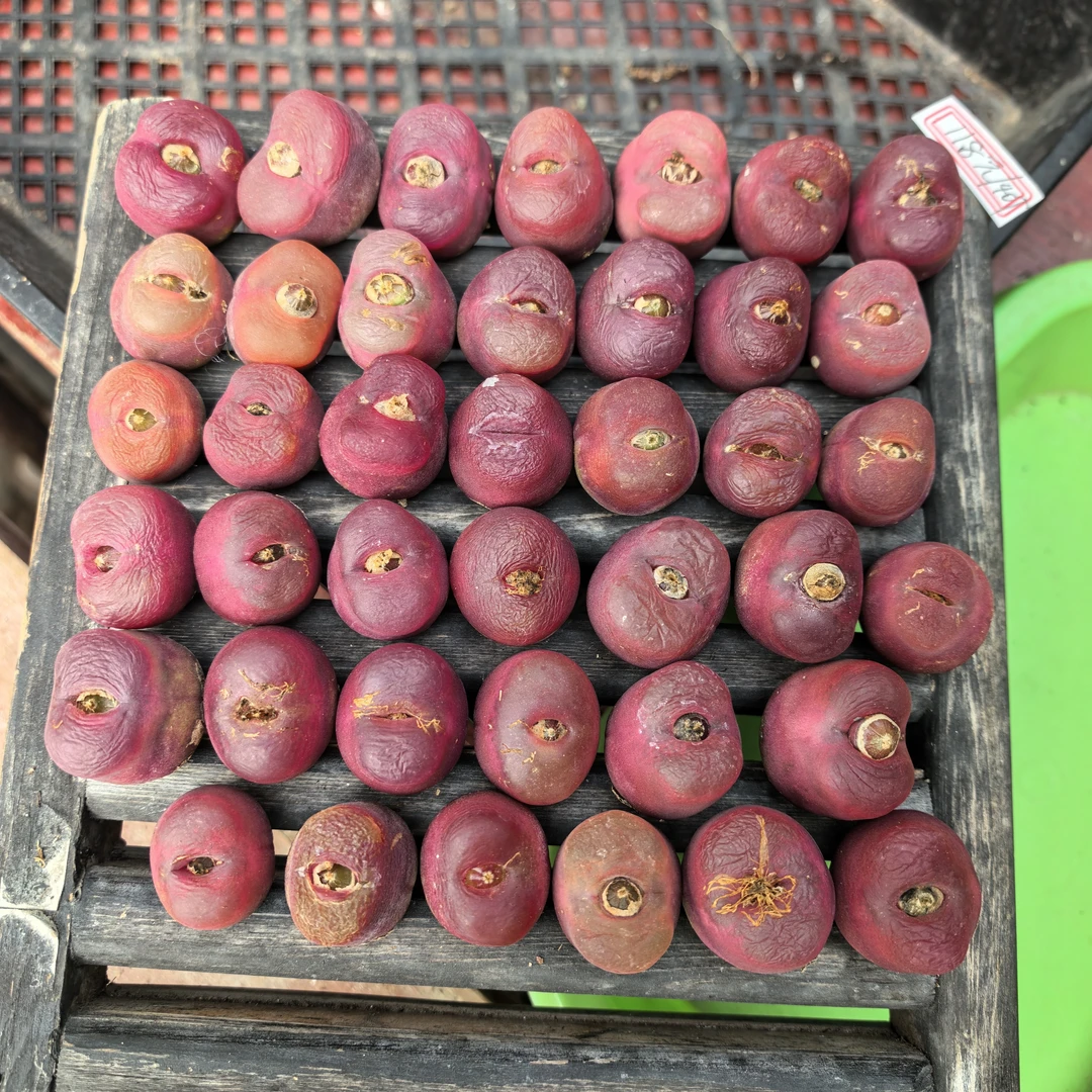 40颗2.2-2.8cm（瑕疵疤）福利