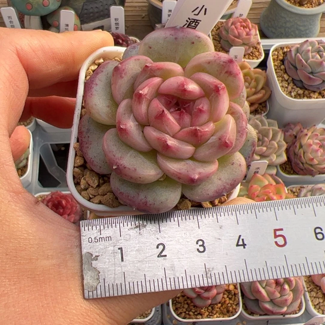 小****_153 多肉植物组合盆栽