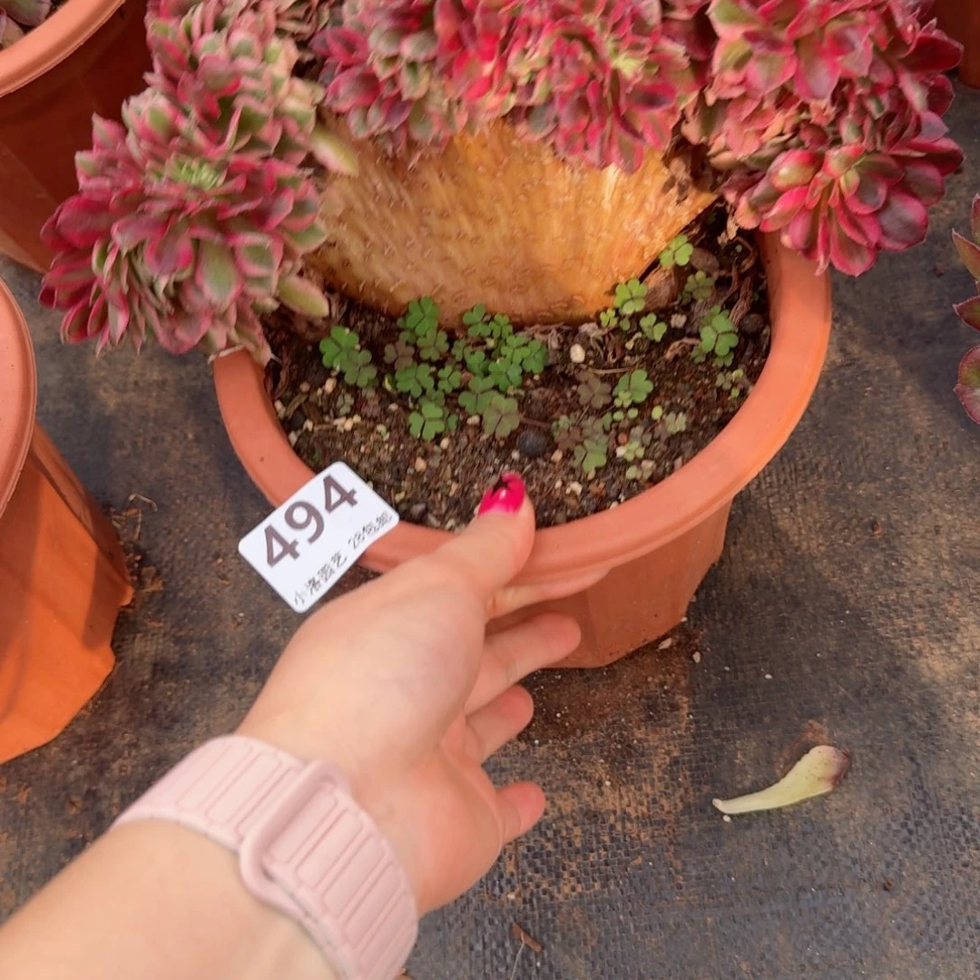494荔枝缀化多肉植物满28包邮