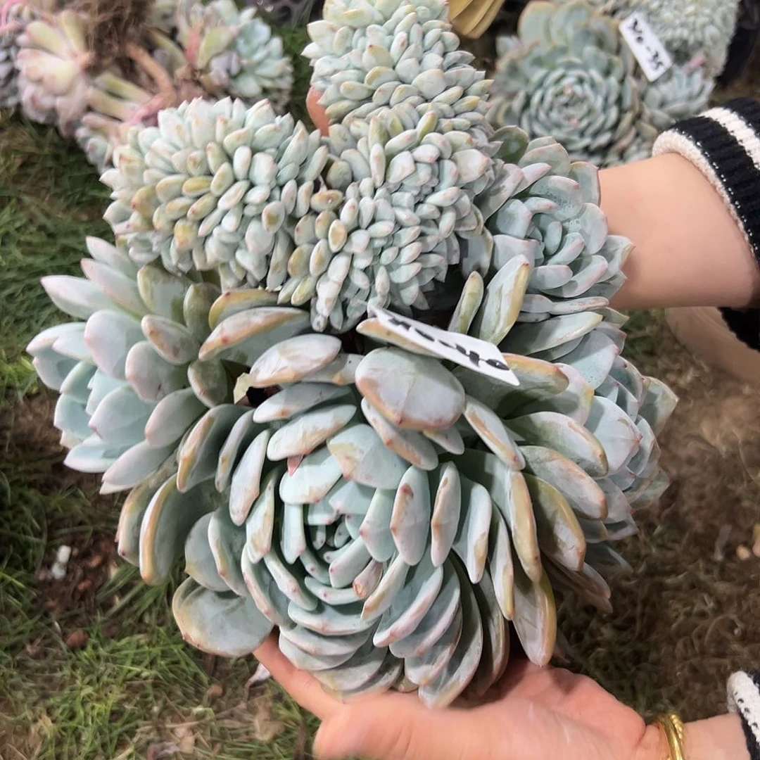 310-40大橙子缀化多肉瑕疵不包断