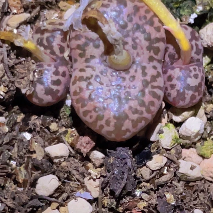 156696696566666599888