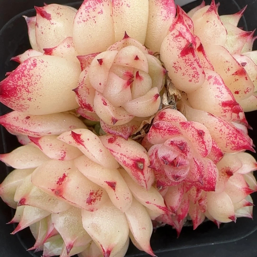 花语逸镜0208-199