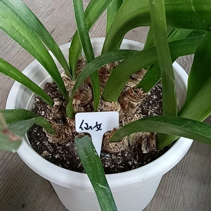 开***心无花朵仙女妮芙坨坨