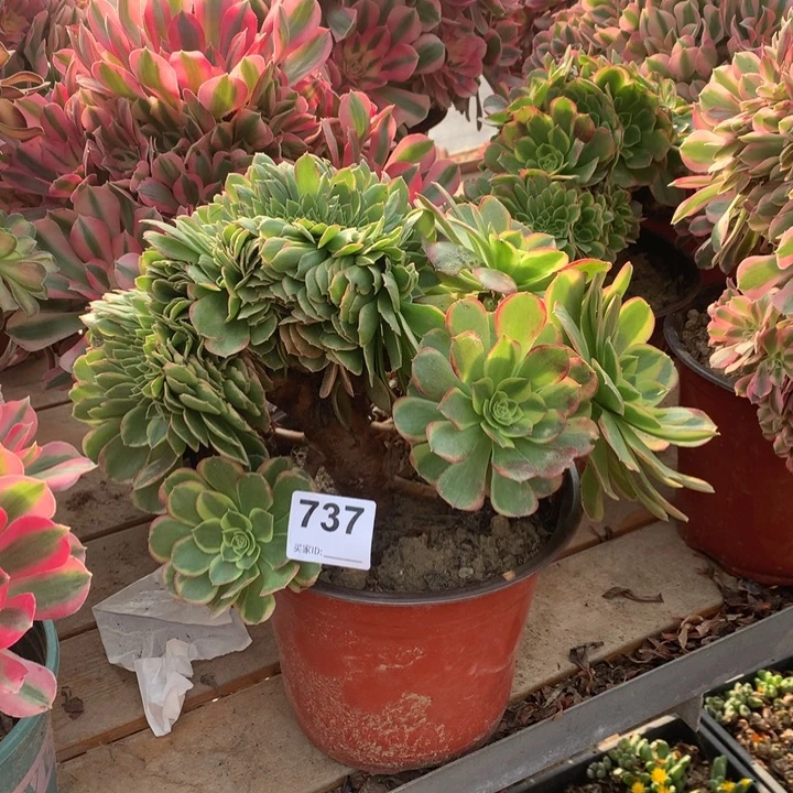 737万圣节奶白锦缀多肉法师