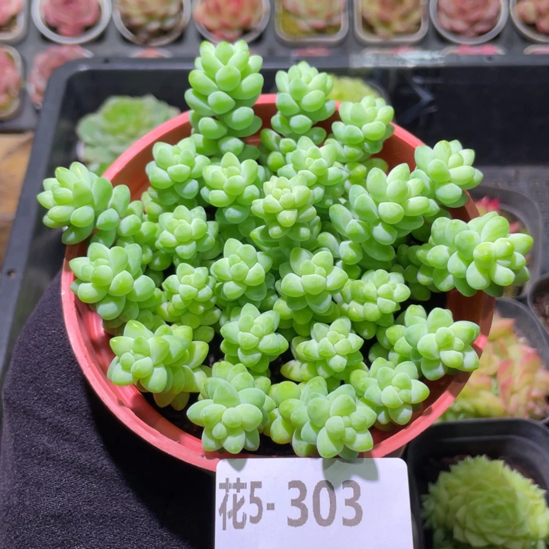 花利美5-303玉坠含盆