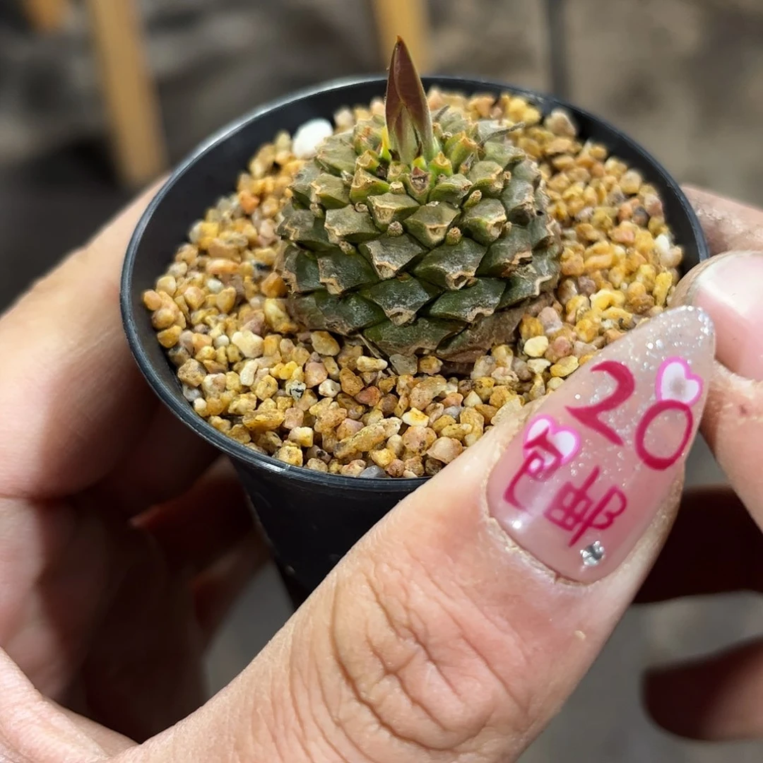 正版铁甲丸单头发货有根