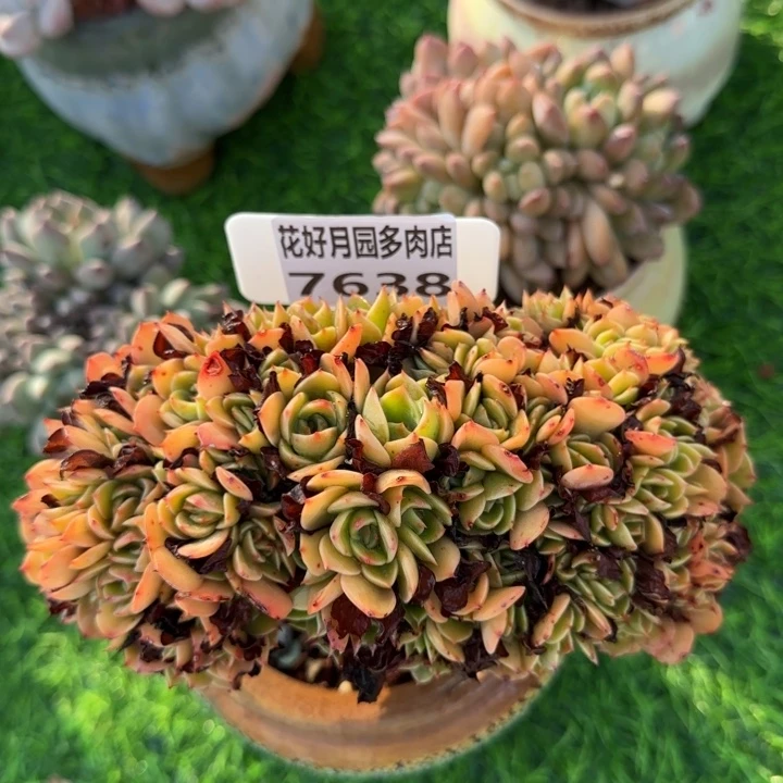 甜**语多肉植物7638不带盆