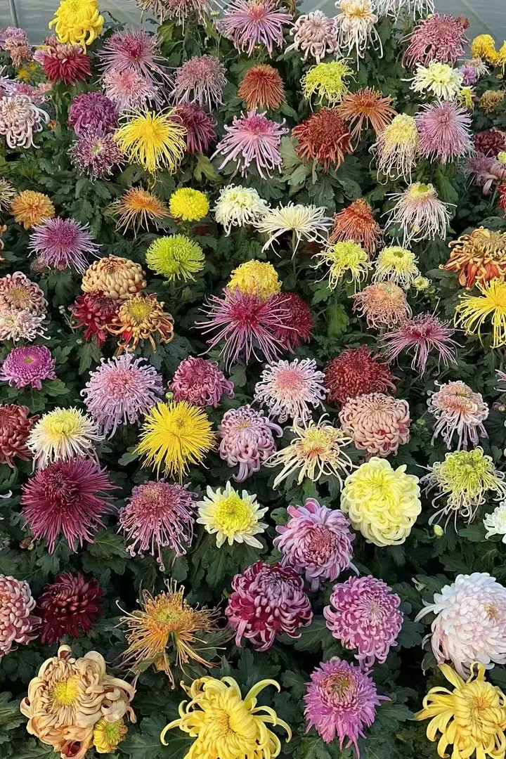 独本菊大花一物一拍链接