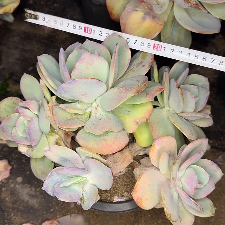 多肉植物一物一拍白凤648